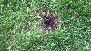 The best Way to Kill Weeds Naturally - Burning Weeds and Crab Grass With a Blow Torch