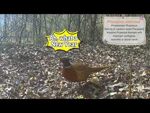 Canto da China · Evento do Dia de Zhejiang