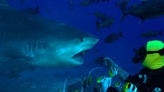 preview picture of video 'Shark diving Fiji! Awesome diving with Sharks at Pacific Harbour. Tiger sharks, bull sharks.'