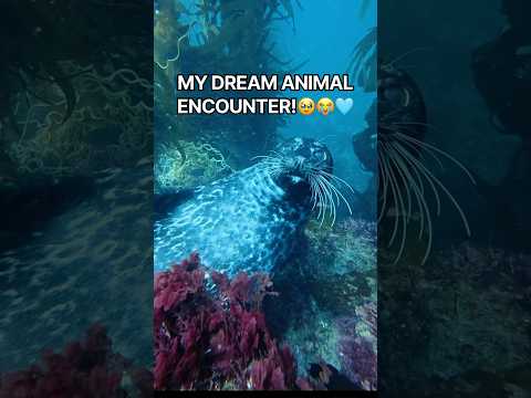Literally tearing up underwater when I saw him 🥹🩵🤿 What is your dream animal?