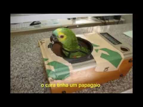 A piada do papagaio, muito engraçado kkkkk