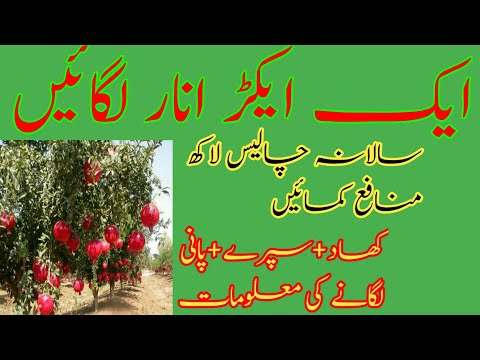 pomegrante farming in pakistan anar ki kasht pomegrante healthy okara rai zia
