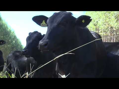 CAPIM-MOMBAÇA: COMO OTIMIZAR O PASTO PARA UM MELHOR APROVEITAMENTO?