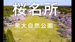 泉自然公園　日本さくら名所100選