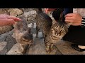 Three Cats Meowing In Different Tones Are Unbelievably Cute