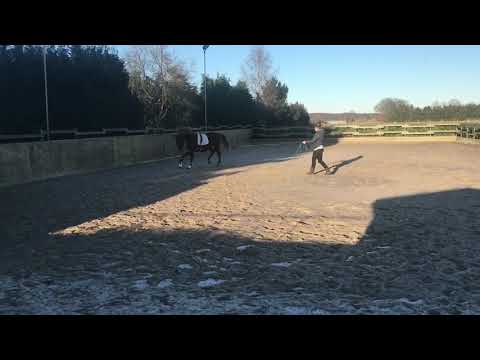 *2015 Hengst Bernay - Relevant - Feiner Stern