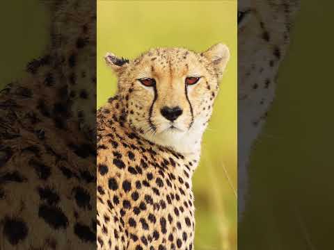 🐆 The Speed of the Wild – Cheetah in Action | 8K Ultra HD + HDR  #cheetah   #arcticanimal #wildlife