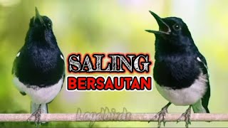 Download lagu The lure of 2 magpies ngeplong intertwined with each other, steady to lure loud magpie !! mp3