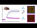 Allosteric modulation of NMDA receptors in patients with anti-NMDAR encephalitis