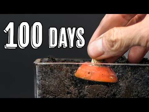 I Grew World's Weirdest Carrot From a Top (Time-Lapse)