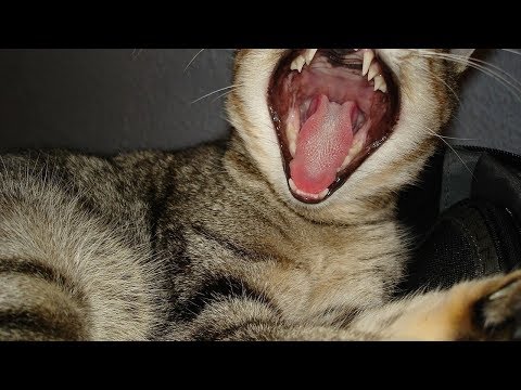 How to Open a Cat Mouth - Taking Care of Cats