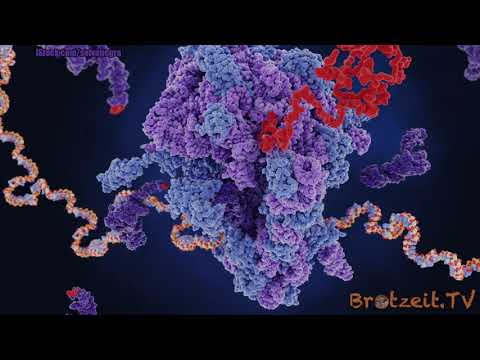 Pollmers Mahlzeit: Evolution der Dogmen (UT)