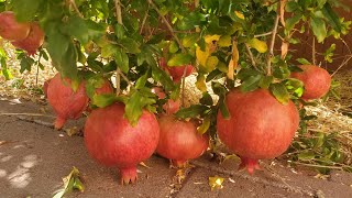 Growing Desertnyi, Parfianka and Eversweet Pomegranate in California Zone 9B