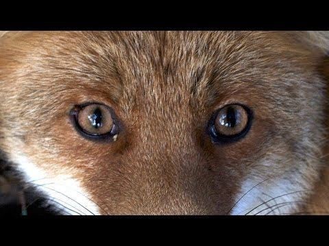 Segno di mormorio addominale frequente di vermi Parassiti di vermi helminths