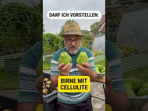 Entdecke die Chayote: Birne mit Cellulite, Xu Xu und Cho Cho