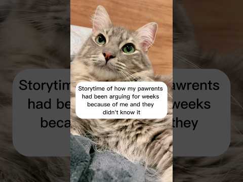 Storytime of how I almost caused a divorce! | #cats