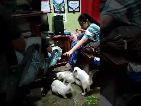 Mary Claire Domingo                                    Cat Lover's