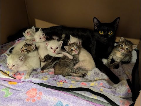 Bru Cats Foster Kittens LIVE
