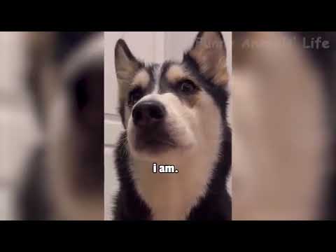 funniest cats and dogs videos best funny animal videos 2021- pet lover like you
