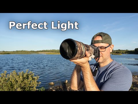 Photographing Birds in Flight in Evening Light (Canon EF 300mm F/4 Lens & Canon R6)