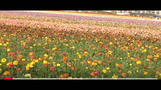 Flower Fields Wagon Ride in Carlsbad: Buttercups
