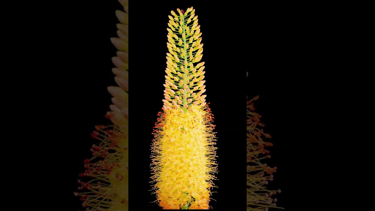 Time-lapse of Yellow Eremurus Flower Blooming Relaxing Piano Music Accompanies Mesmerizing  #relax