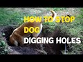 How To Stop Dogs From Digging Now