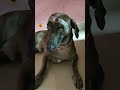 Kulikiriyo Ella Yoa Goundamani Senthil Comedy Dog