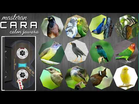 download lagu mp3 mp4 Download Mp3 Masteran Semua Jenis Burung, download lagu Download Mp3 Masteran Semua Jenis Burung gratis, unduh video klip Download Mp3 Masteran Semua Jenis Burung