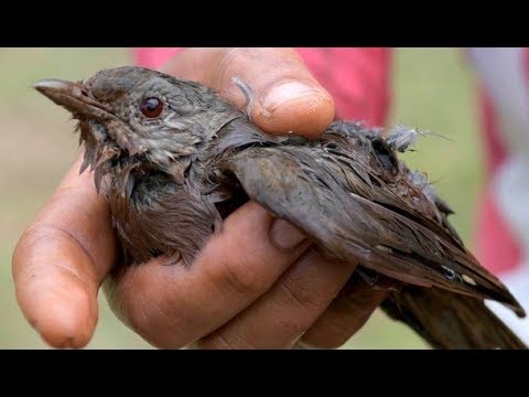 Humanidade video