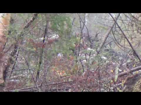 Archery Moose Hunt Ignace Ontario Canada 50 inch Bull Live unedited