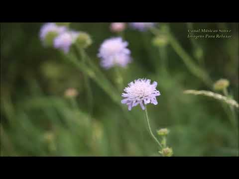 Jardim Florido com Música Relaxante para Acalmar, Dormir e Meditar.