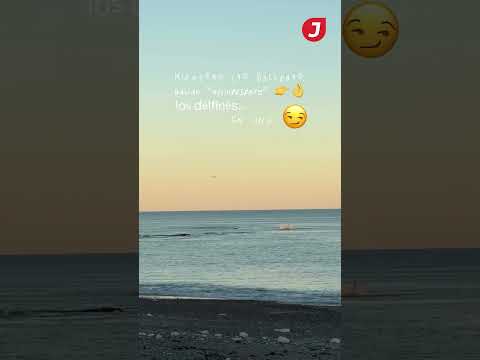 JORNADA MEDIOS - PUERTO MADRYN: Delfines y ballenas, enamorados en el Golfo