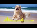 Dog Barking Ringtone Short