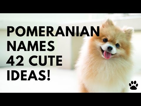 🐕 Pomeranian Dog Names +42 CUTE & TOP Ideas | Names