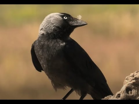 GRAJILLA | JACKDAW | Corvus monedula