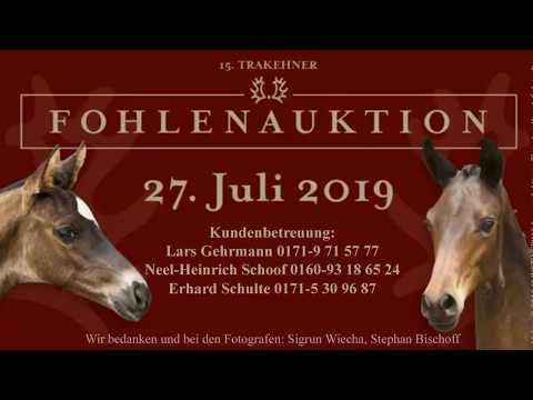 Kat.-Nr. 4 Hermes - colt by High Motion