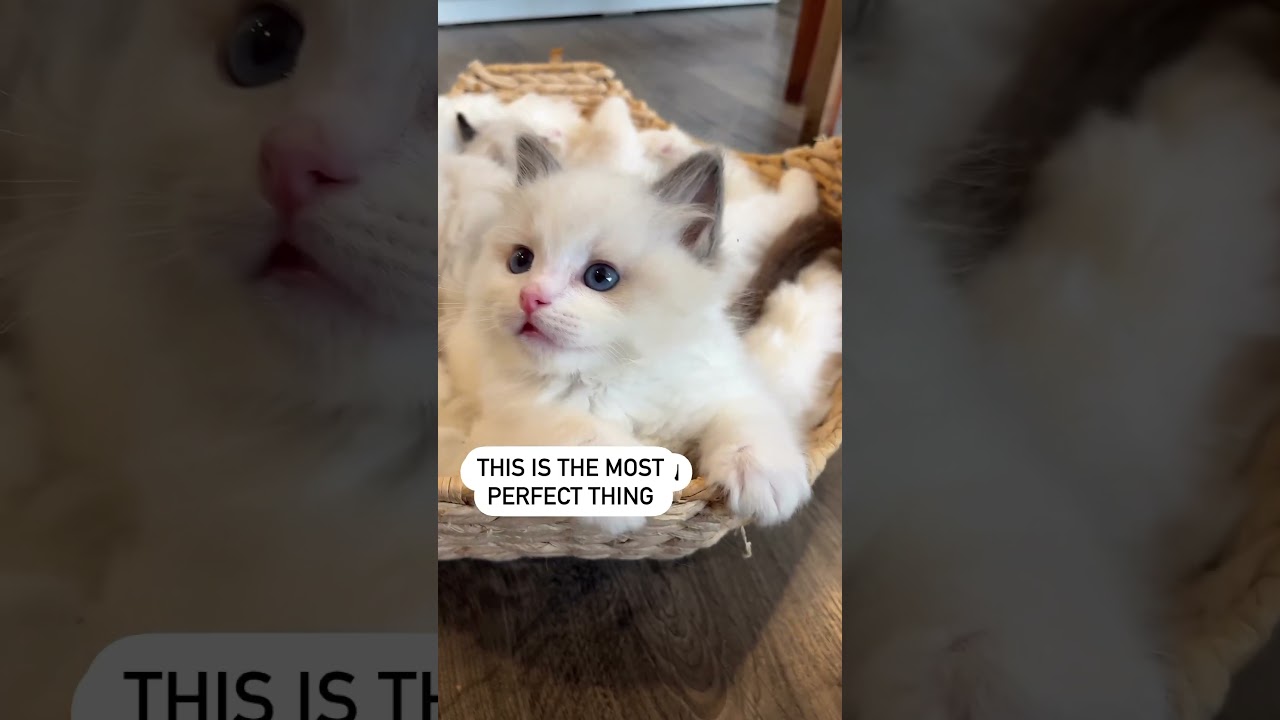 Cutest face!! #cuteshorts #ragdolls #viralshorts