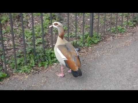 Egyptian Goose calling to his mate in nest hole
