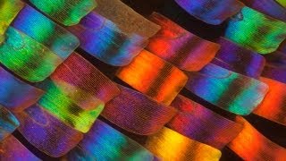The Magic of Butterfly Scales - Part 1 - Smarter Every Day 104