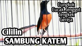 Download lagu MURAI BATU GACOR FULL ISIAN TEMBAKAN CILILIN SAMBUNG KAPAS TEMBAK C JENGGOT CUNGKOK TENGKEK GEREJA mp3