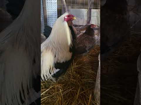 Regular Grey rooster, Yellow Leg Hatch hens. Contact for availability