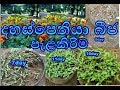 දහස්පෙතියා බීජ පැලකිරිම Dahaspethiya Bija Paelakirima Pot 