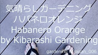 ハバネロオレンジ 小さな庭 7月 夏 セミの声 Habanero pepper orange July Summer in Japan