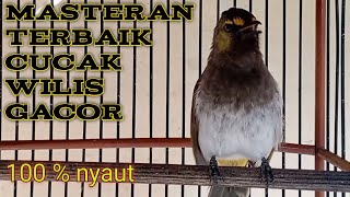 Download lagu Masteran ampuh rengganis / cucak wilis gacor santai,burung manapun mudah meniru mp3