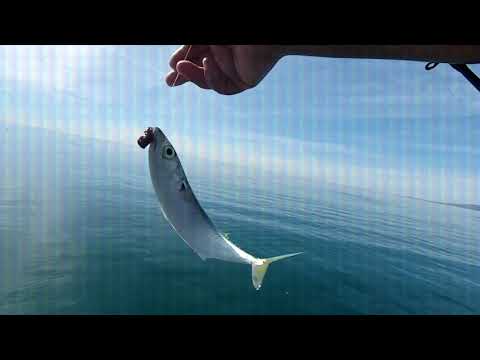 Santa Monica Pier fishing ( S O - C A L ✰ F I S H I N G )