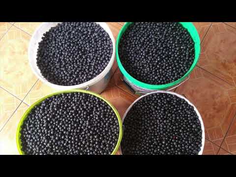 Ja cilat janë vetitë e Aronisë së pemë dhe si ilaç - Lajme