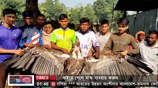 বন বিভাগ কুড়িগ্রাম ফুলবাড়ীতে একটি মহাবিপন্ন প্রজাতির শকুন উদ্ধার।