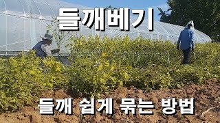 들깨베기/들깨 쉽게 묶는 방법등