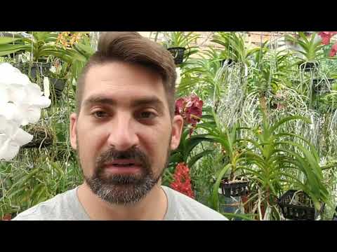 Palm tree Vanda orchid wellness check and update